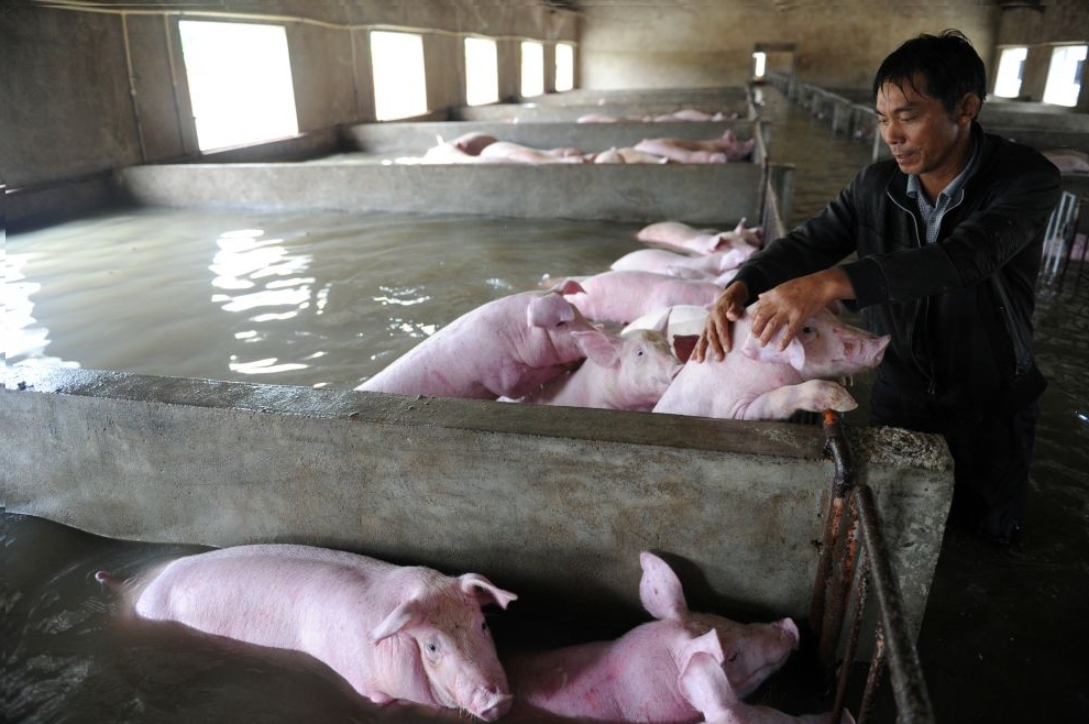 An employee touches pigs which cannot be moved away from a flooded farm, due to an environmental protection and epidemic prevention measure, before he leaves for a safer place in Liu'an