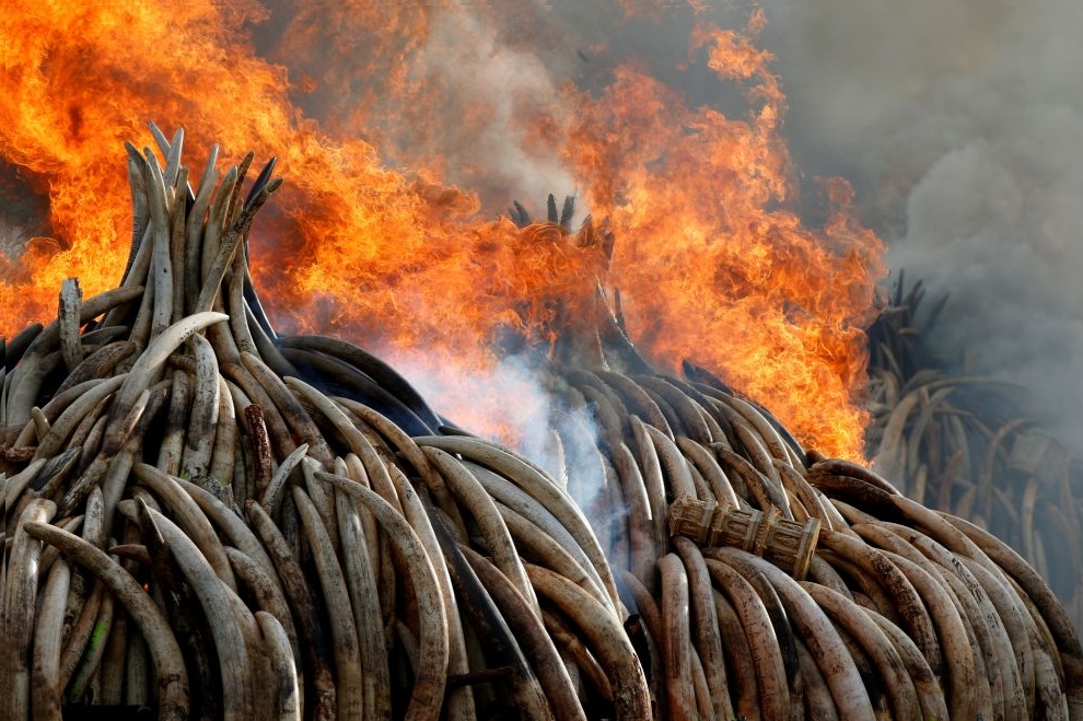 Fire burns part of an estimated 105 tonnes of ivory and a tonne of rhino horn confiscated from smugglers and poachers at the Nairobi National Park near Nairobi