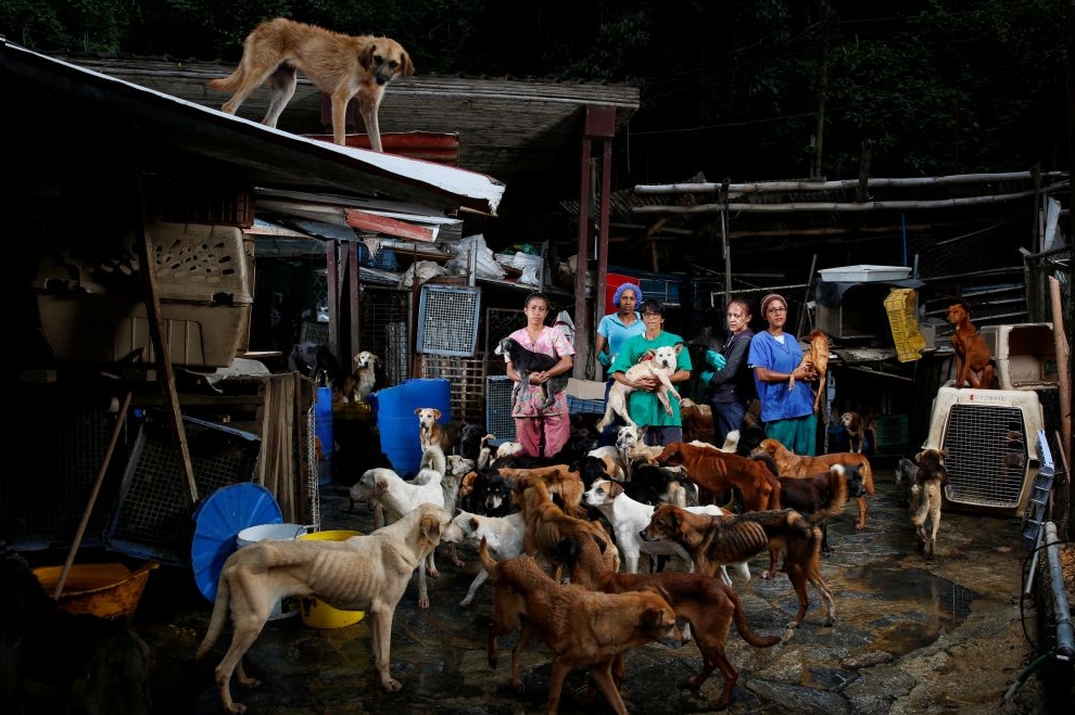 (L-R) Maria Silva, Milena Cortes, Maria Arteaga, Jackeline Bastidas and Gissy Abello pose for a picture at the Famproa dogs shelter where they work, in Los Teques, Venezuela, August 25, 2016.