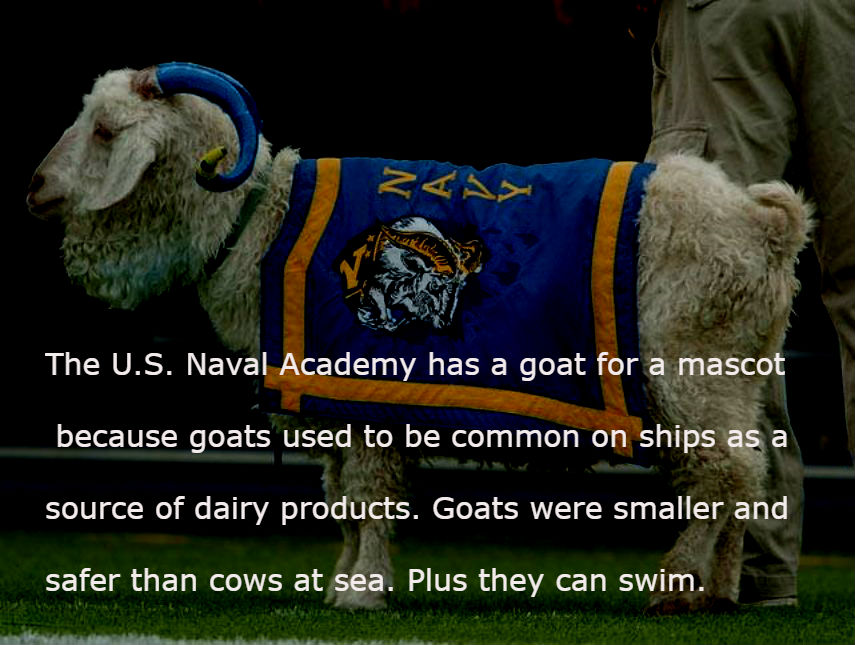 sheep - The U.S. Naval Academy has a goat for a mascot because goats used to be common on ships as a source of dairy products. Goats were smaller and safer than cows at sea. Plus they can swim.