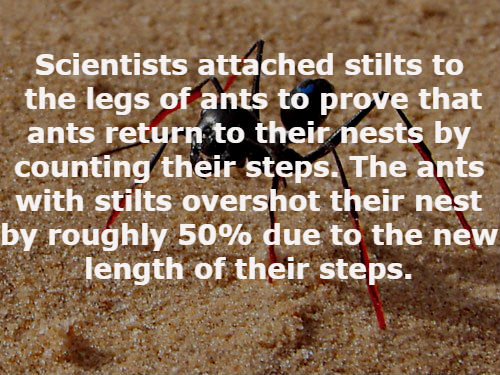 going to happen in 2012 - Scientists attached stilts to the legs of ants to prove that ants return to their nests by counting their steps. The ants with stilts overshot their nest by roughly 50% due to the new length of their steps.