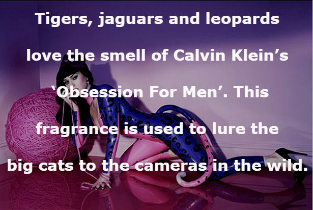 katy perry purr - Tigers, jaguars and leopards love the smell of Calvin Klein's "Obsession For Men'. This fragrance is used to lure the big cats to the cameras in the wild.