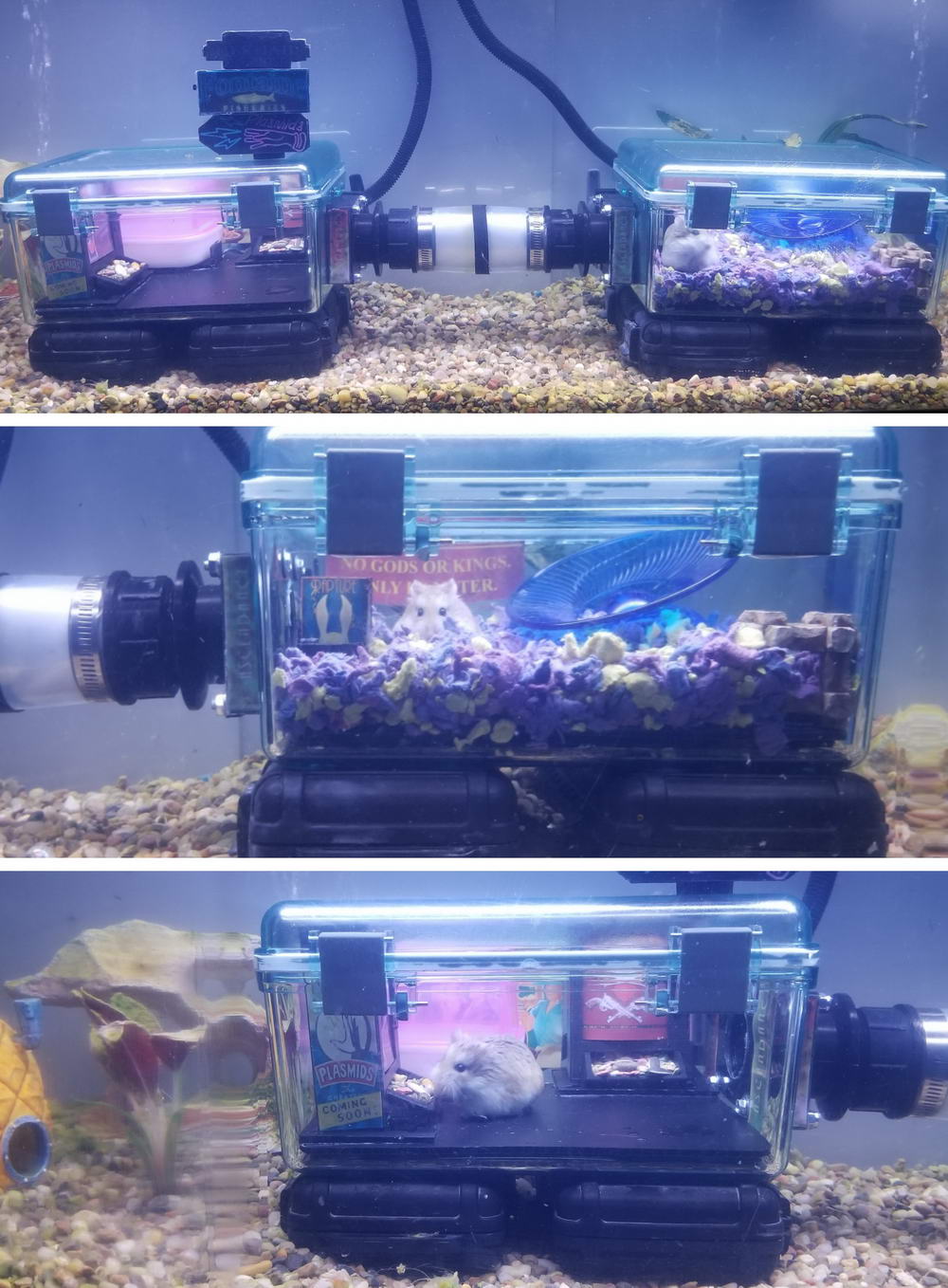 aquarium lighting - No Gods Or Kings Ter Plasmids Cominc Soon