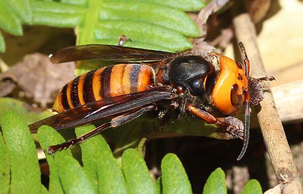 Japanese Giant Hornets: These suckers can grow to be 2 inches long and their stingers can be a quarter-inch long. Not only are they GIANT, but they are extremely aggressive and fearless.