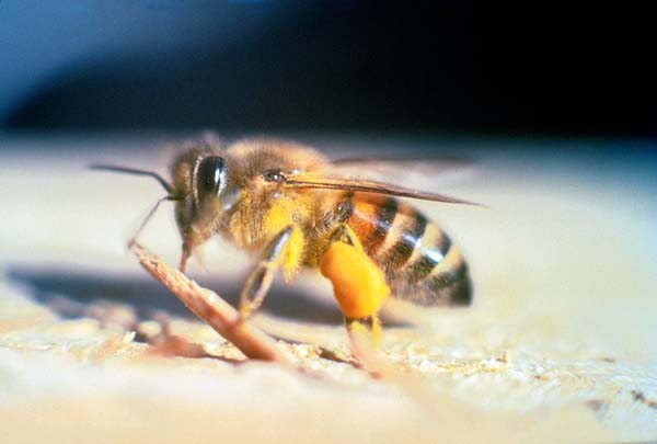 Africanized Honey Bee: These are killer bees. Their ancestors were European honey bees crossed with African honey bees. Theyre aggressive and extremely protective of their hives. Being swarmed by these bees can kill you, or result in so many stings your organs shut down.