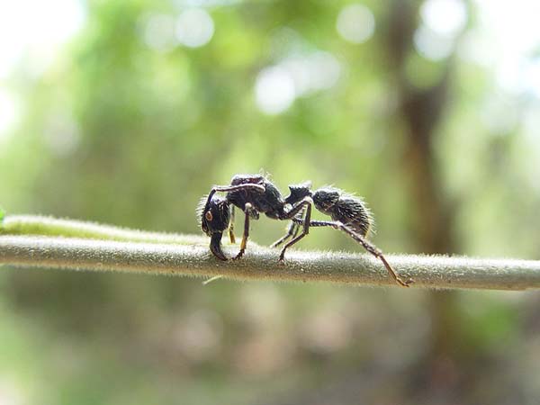 Bullet Ants: Found in rainforests throughout Central America, their bite is so painful, youll feel like youve been shot. Plus, the pain lasts for 24 hours. An indigenous Brazilian tribe use gloves filled with these ants as a painful initiation ceremony.