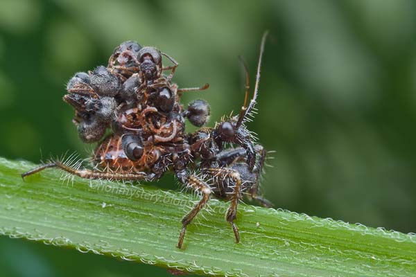 Assassin Bugs: There are different species of these bugs they attack their prey quickly and violently. They kill other insects by stabbing them with their sharp beaks and then inject enzymes into the prey. The enzymes soften the insides, allowing them to slurp it out.