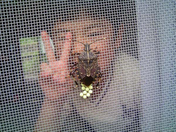 Stink Bugs: They may not bother humans they prefer vegetation, but they will make you smell if you bother them too much. Even if you smash one, youll be plagued by his or her stink