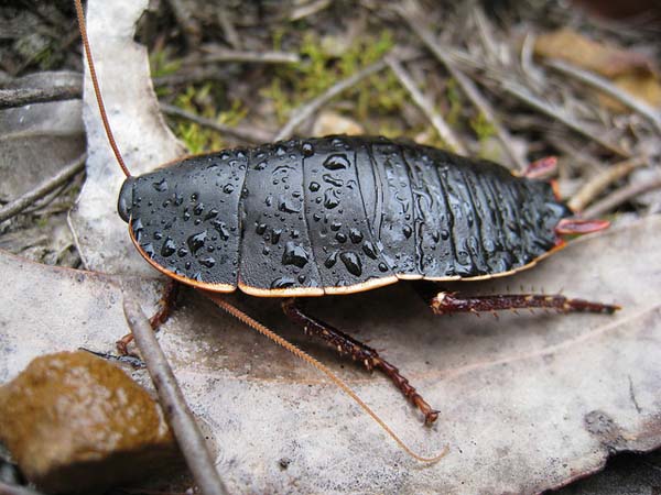 Cockroaches: These guys are extremely common and can carry 33 types of bacteria, 6 kinds of parasites and 7 pathogens. They can go 45 minutes without breathing, live a month without food and they will eat hair, toenails, eyelashes and eyebrows.