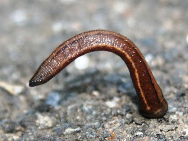 Japanese Mountain Leeches: Youd think most leeches live in water, but this one can hunt you on land. They are typically slow, but can somersault after any prey pretty quickly, or drop down from trees. They can chew through your clothing and the numbing agent they can inject you with will ensure you dont feel them sucking on your blood.