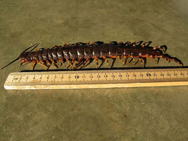 Giant Centipedes: These awful creatures can grow to be up to 15 inches long. Even better? Its also poisonous. It cant kill you, but you will need to go to the doctor. The solution is to just avoid these nightmares entirely.