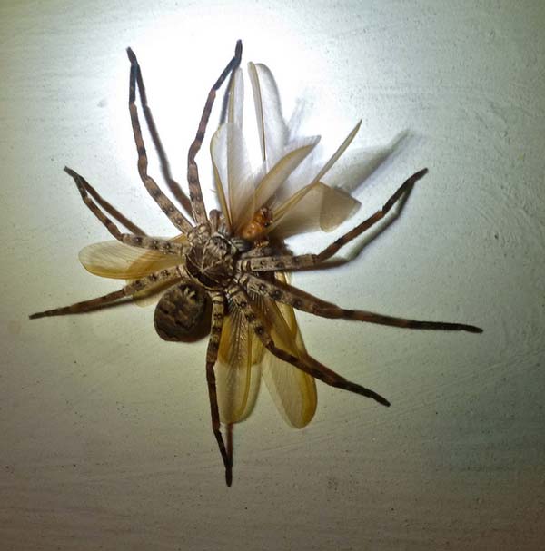 Huntsman Spiders: These spiders are big. And, depending on where you live in the world, you can find them in your own home. It doesnt use a web to catch its prey, itll actually use its unreasonably huge legs to chase down its food. Thankfully, its not poisonous.