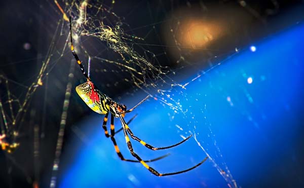 Joro Spiders: Unfortunately, this scary spider is poisonous. Its bite is similar to that of a black widow spider. They are so awful, they have existed in Japanese folklore as evil seducing demons.