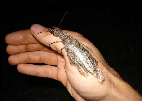 Dobsonflies: Both males and females can grow to be up to 5 inches long. The males mandibles are actually so big, they are unable to harm humans. The females, however, can bite you and even draw blood. Adults can generally be found from late spring into the middle of summer, remaining near bodies of water. Where you will be on vacation