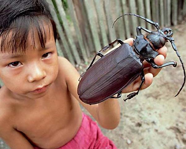 Titan Beetles: These giant bugs can be around 7 inches long and their pincers can snap a pencil in half but they usually leave humans alone. If you bother it, though, it will attack you. The worlds largest beetle WILL attack you