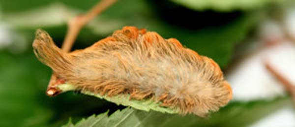 Puss Caterpillars: It may look cute, but this fuzzball is actually quite venemous. They are high in protein and slow moving, so they needed a defense mechanism: serious toxins. Do. Not. Pet. Them