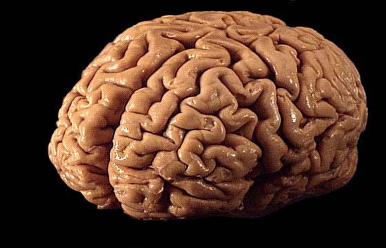 real brain