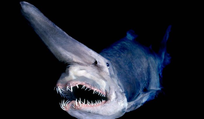 Goblin Shark:  That elongated snout isnt just for looks, its used as a sensory tool that can detect electric fields produced by other animals.