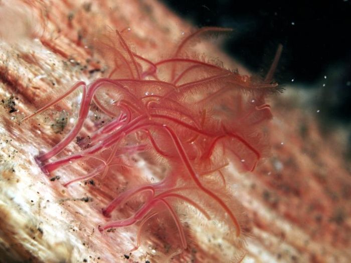 Zombie Worms:  Also known as boneworms, zombie worms bore into the bones of dead whales.