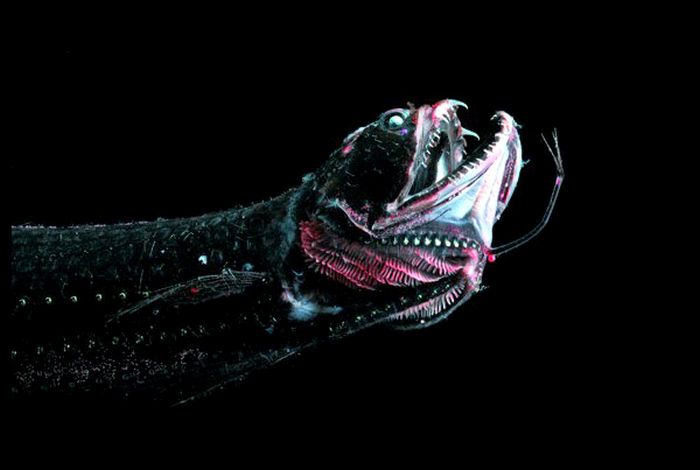 Dragonfish:  These little guys most only grow to about 6 inches long have a special organ called a photophore that allows them to produce light and let their prey come to them.