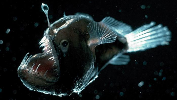 Anglerfish:  The fish that goes fishing. Anglerfish use the growth sprouting from their heads as a lure to draw in other fish. Take a look at those teeth and you can probably guess what happens next.