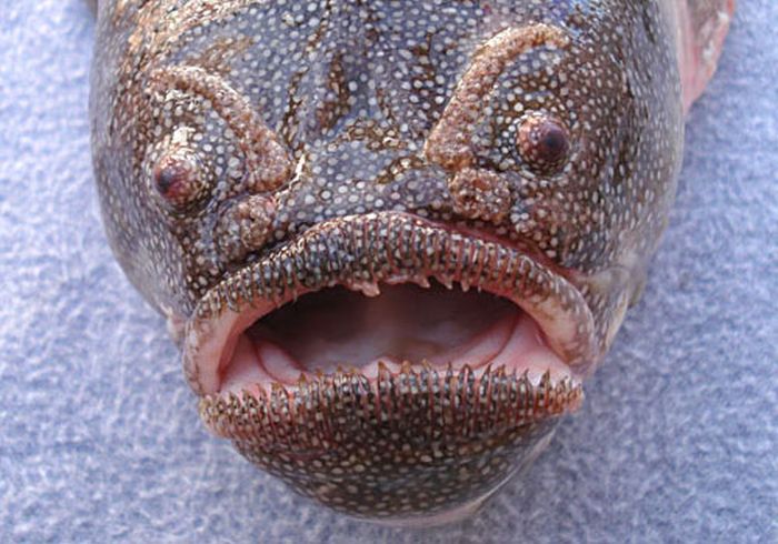 Coffinfish:  You wont want to hold this species of sea toad with your hands. Those spines will make warts the least of your worries.