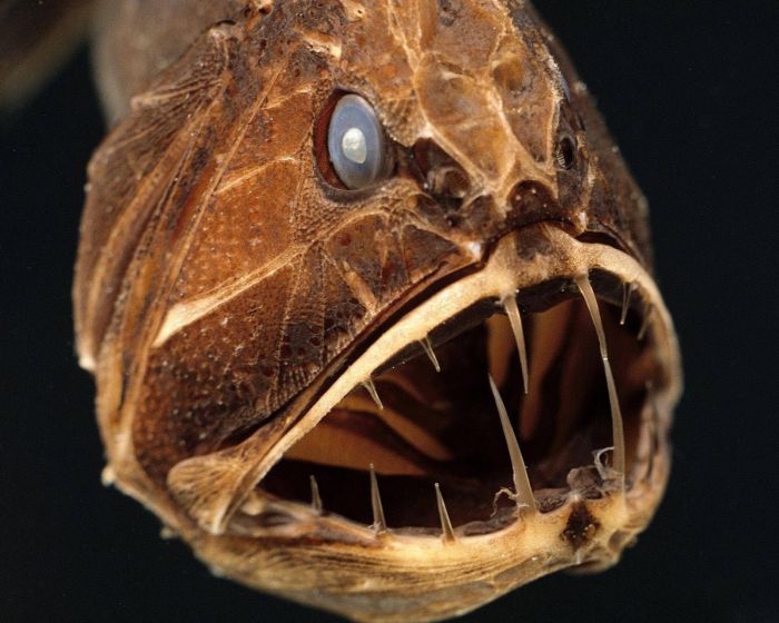 Fangtooth: These have the biggest teeth of any fish in the ocean proportionate to body size.