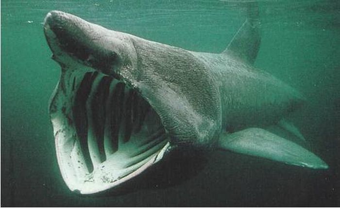 Basking Shark:  The second-largest fish in the world, basking sharks use their might to feed on tiny plankton. Pick on something your own size!