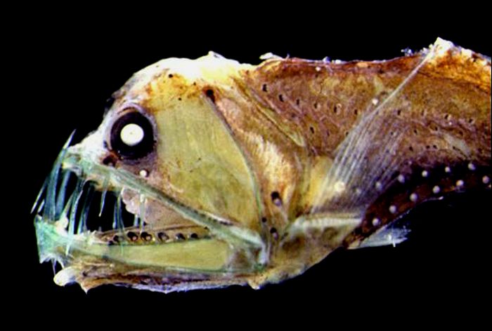 Sloanes Viperfish: At roughly 11 inches long, their teeth are more than half of its length.