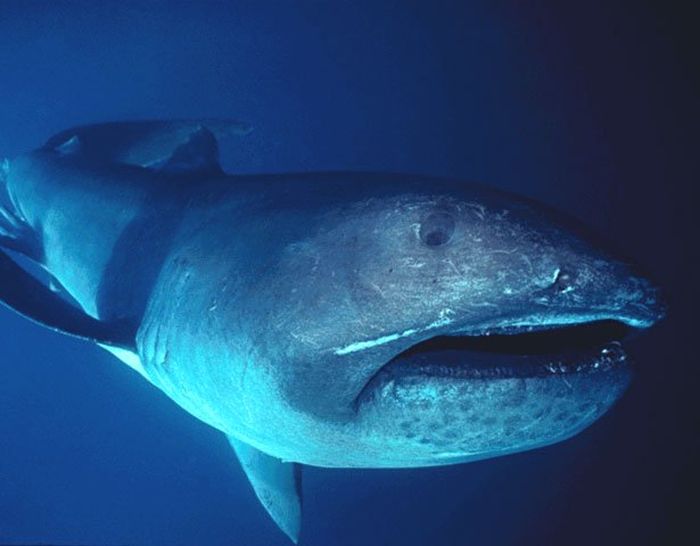 Megamouth Shark:  Though smaller than its fellow planktivore the basking shark, the megamouth shark clearly has the superior name.