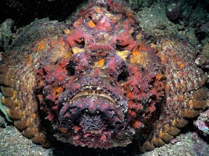 Stonefish: As if anything would bother a fish with a mug like that, stonefish have poisonous spines that stick up when threatened.