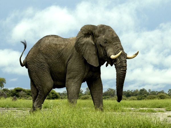 Elephant  Poachers mainly hunt Elephant for their tusks, but they can also produce around a half ton of meat.