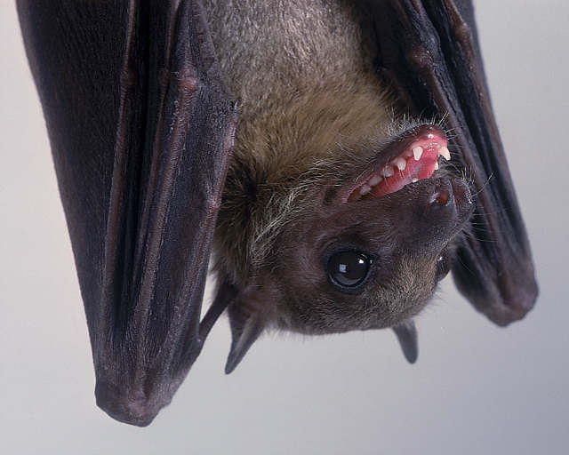 Fruit Bats  In Micronesia Fruit Bats Are eaten as part of a soup.