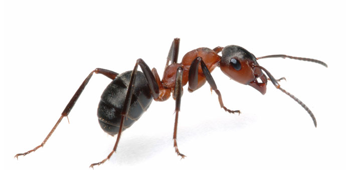 Ant  Ants can be found in numerous dishes, the French put them in chocolate bars, while in Copenhagen they are prepared as part of a salad.