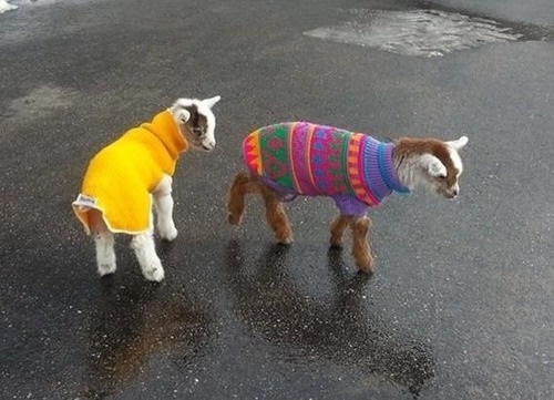 baby goats wearing sweaters riding pop tarts