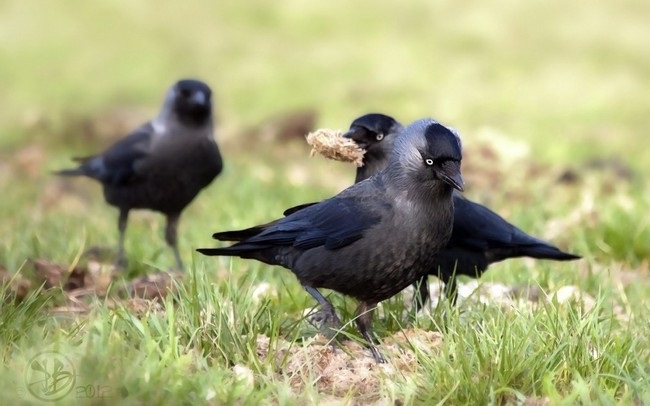 cute crows