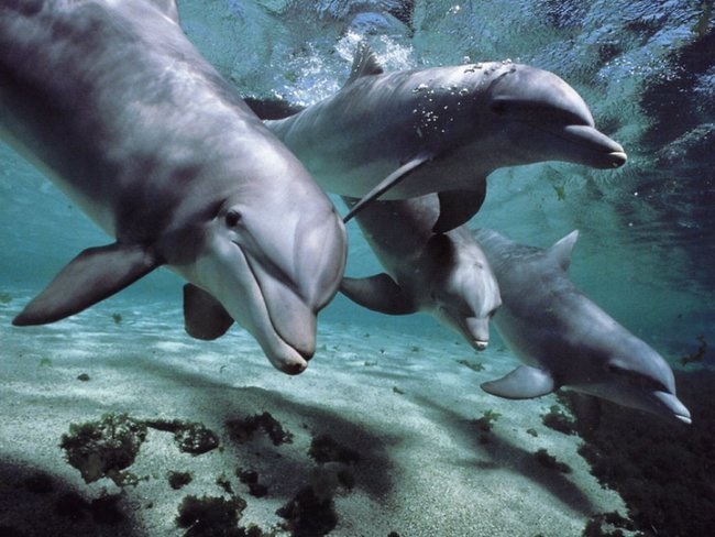 dolphins wallpaper desktop
