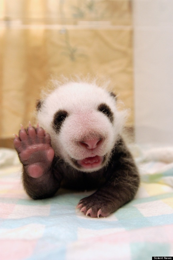baby panda waving