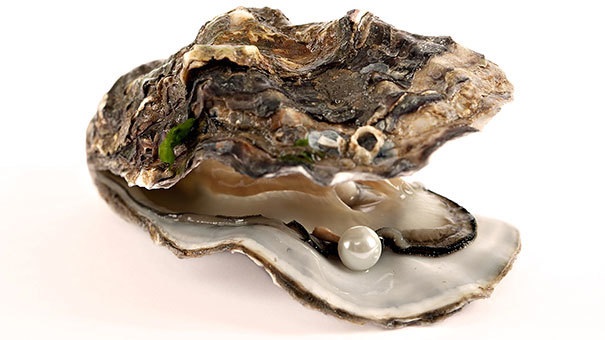 saltwater oyster pearls