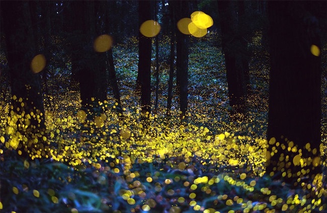 can you see fireflies