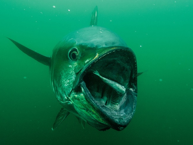 fish eating its prey
