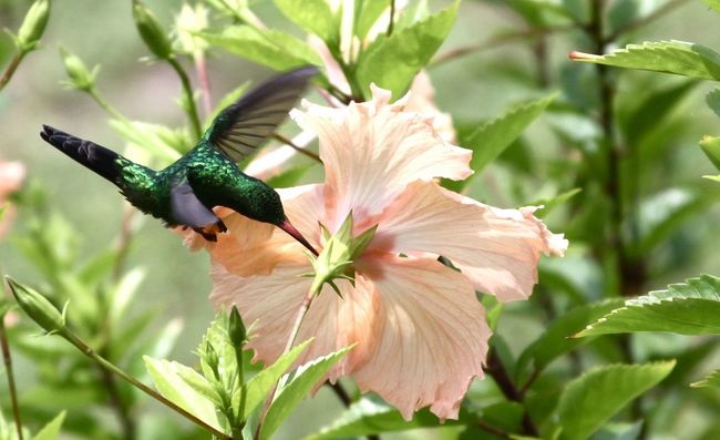 flowers beautiful humming birds