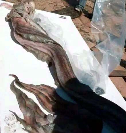 Hay guyss watching snap