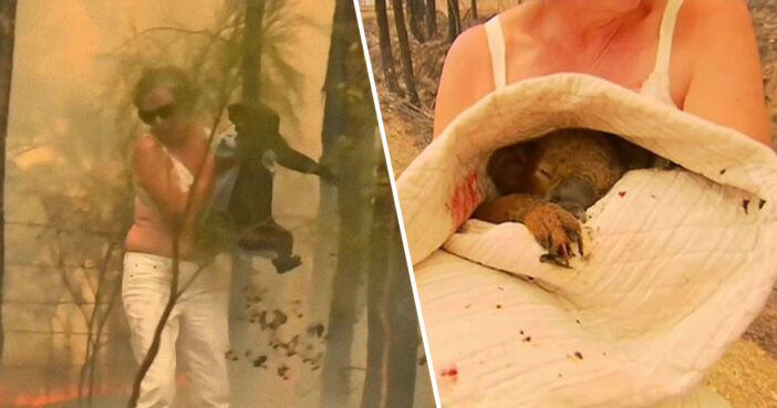 woman saves koala from fire