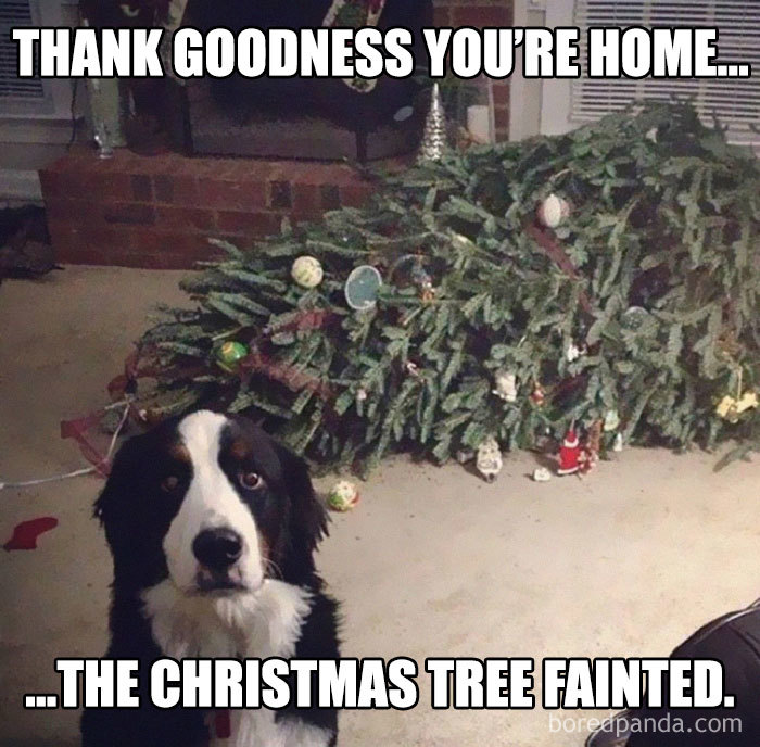 funny christmas meme - Thank Goodness You'Re Home.. ..The Christmas Tree Fainted. boreapanda.com