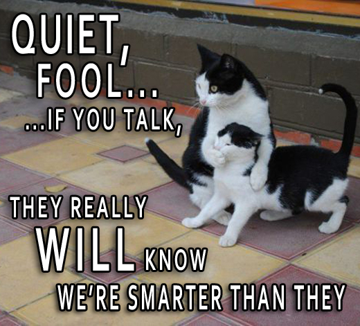 say nothing cat - Quiet Fool ...If You Talk, They Really Will Know We'Re Smarter Than They