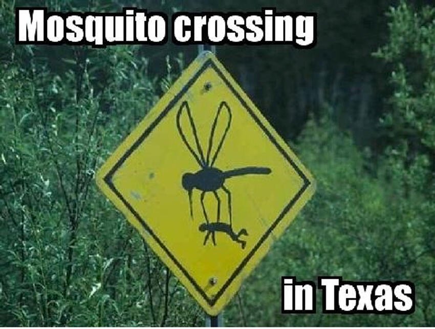 mosquitoes in texas meme - Mosquito crossing in Texas