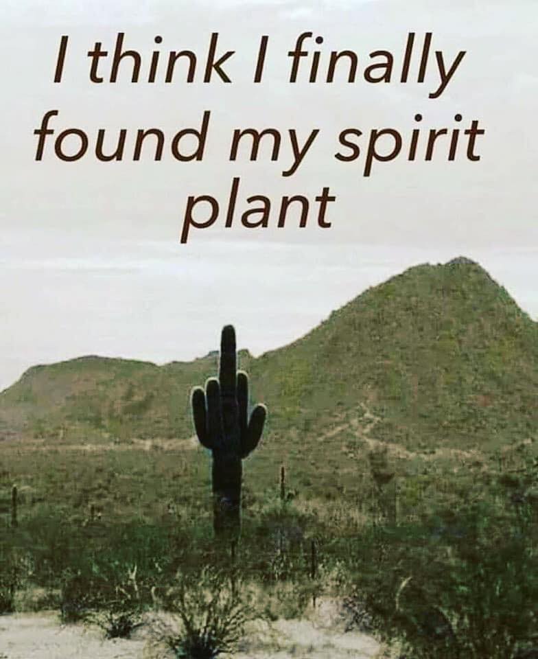 think i finally found my spirit plant - I think I finally found my spirit plant