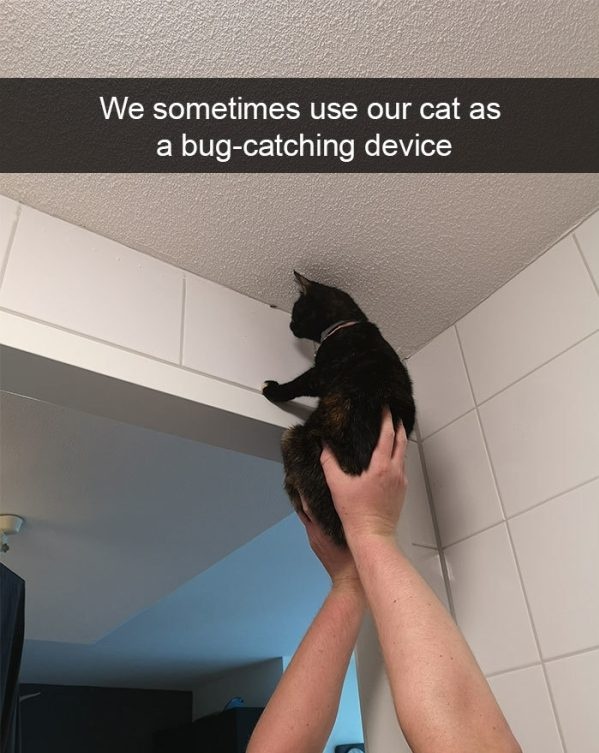 photo caption - We sometimes use our cat as a bugcatching device