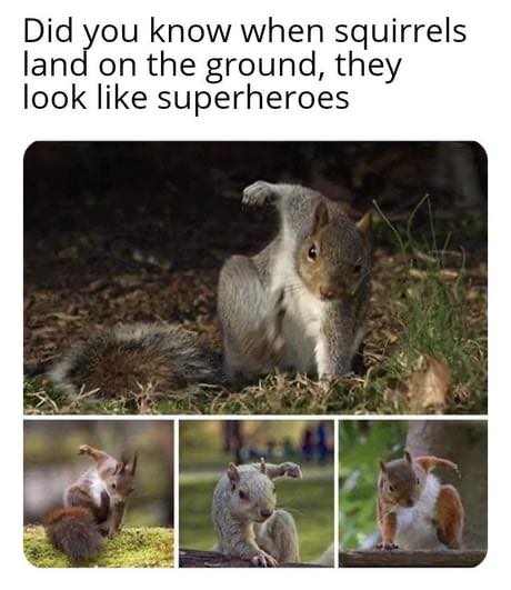 superhero squirrels meme - Did you know when squirrels land on the ground, they look superheroes
